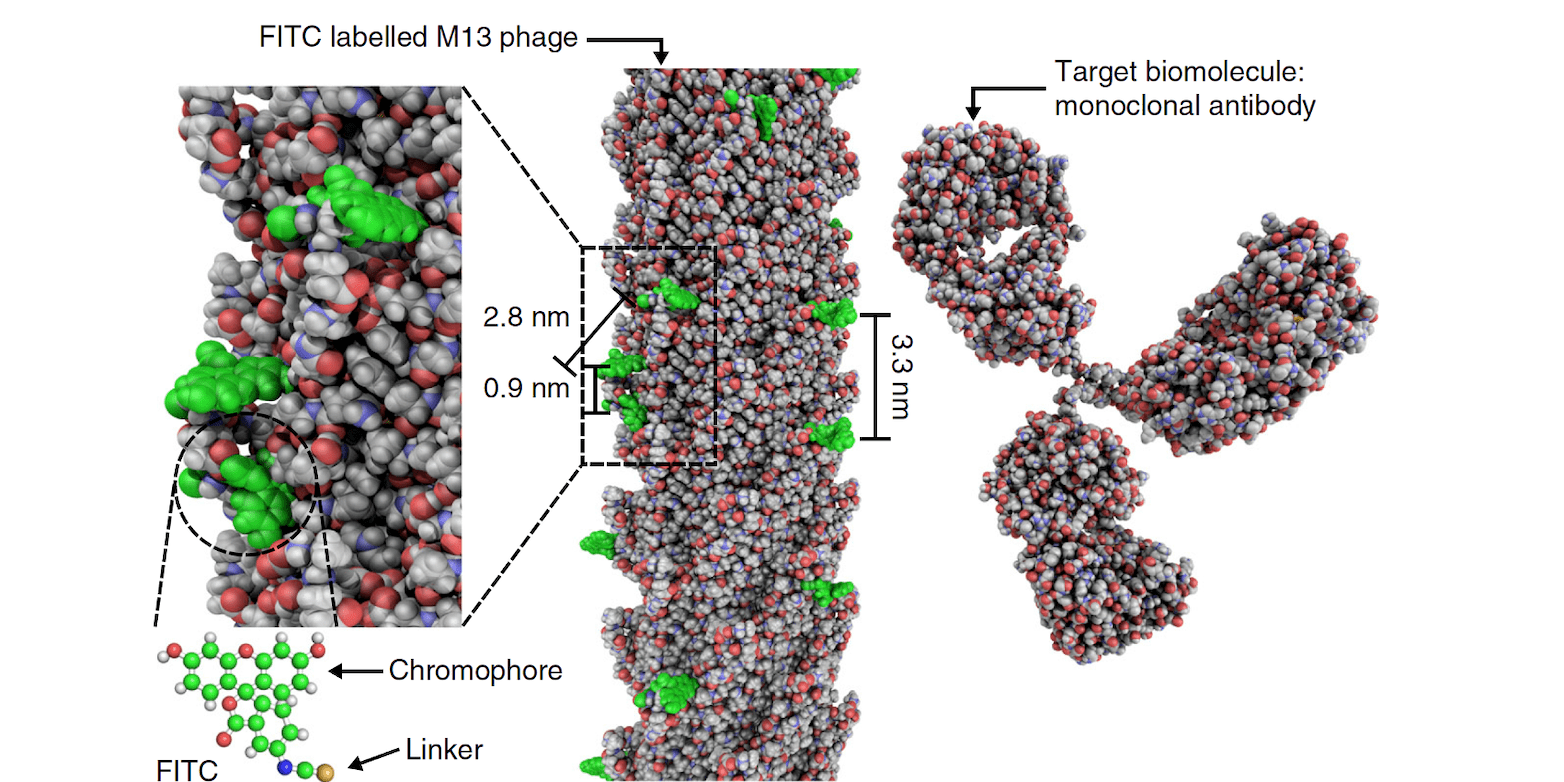 The image shows the design of the virus laser developed in this work.